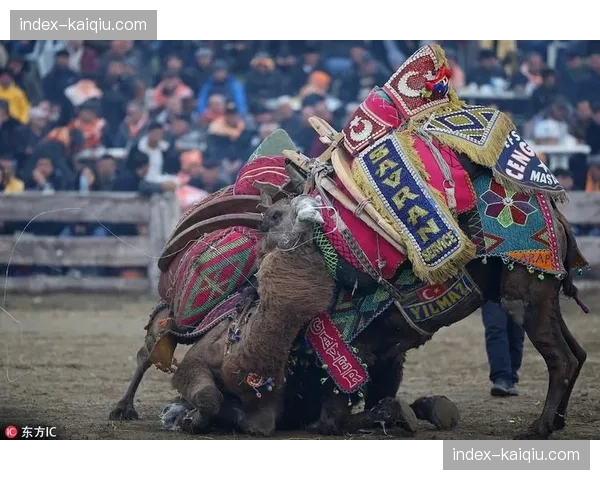土耳其举办第664届克尔克帕那尔油脂摔跤节,传统与现代交织 土耳其举办第664届克尔克帕那尔油脂摔跤节,传统与现代交织